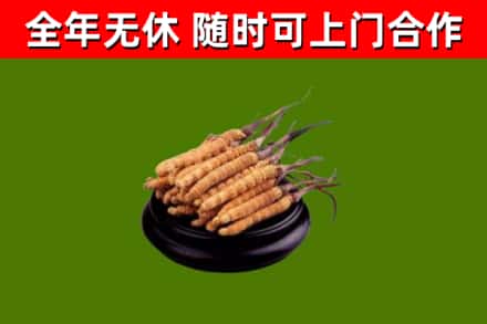潢川烟酒回收冬虫夏草.jpg